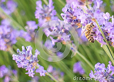 Bee on Lavender Stock Photo