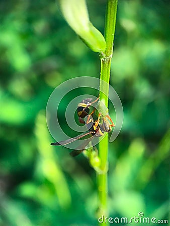 Bee Stock Photo