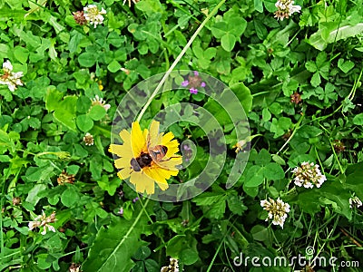 Bee on little yellow flower Stock Photo