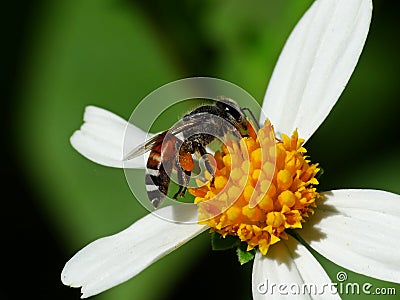 A bee is looking for pollen to make honey daily Stock Photo