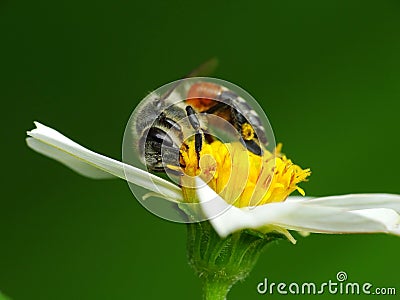 A bee is looking for pollen to make honey daily Stock Photo