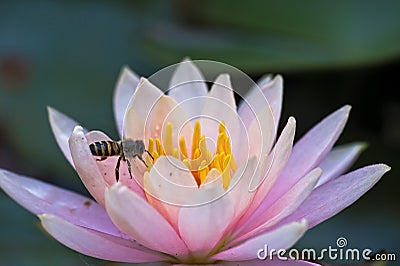 A Bee in a Lotus Stock Photo