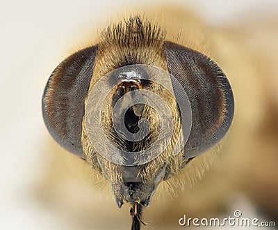 Bee macro head shot Stock Photo