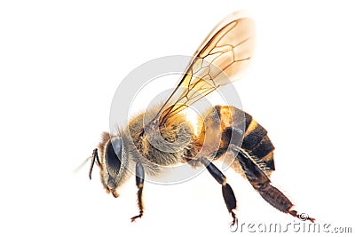 Bee Stock Photo