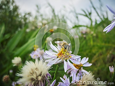 Bee on marguerite between grasland Stock Photo