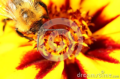 Bee on marigold flower Stock Photo