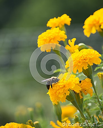 Bee on Marigold Stock Photo