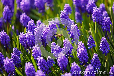 Bee on muscari flowers Stock Photo