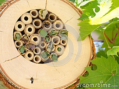 Bee nest box Stock Photo