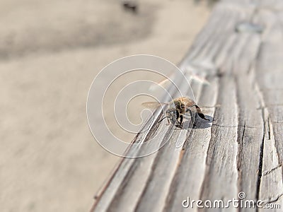 Bee on the old wood Stock Photo