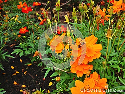 Bee and orange cosmos sulphureus Stock Photo