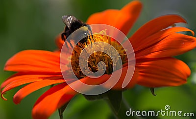 Bee on orange flower Stock Photo