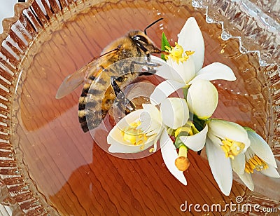 Bee on orange tree flowers collecting honey Stock Photo