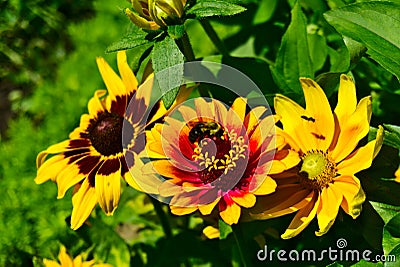 A bee on an orange-yellow flower in between a yellow daisy and a sunflower. Life, hope, happiness, work, love concepts Stock Photo