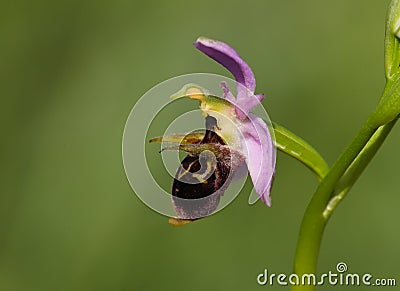 Bee Orchid Stock Photo