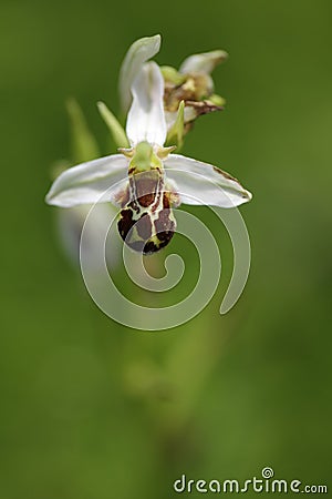 Bee Orchid, Ophrys apifera, flowering European terrestrial wild orchid, nature habitat, detail of two beautiful bloom, green clear Stock Photo