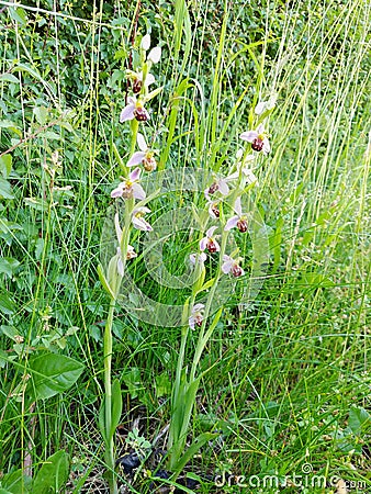 Bee Orchid - Ophrys apifera, Norfolk, England, UK Stock Photo