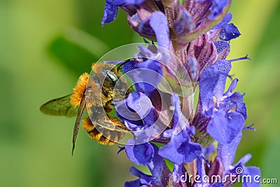 Bee outdoor Stock Photo