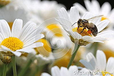 Bee on Oxeye Daisy Stock Photo