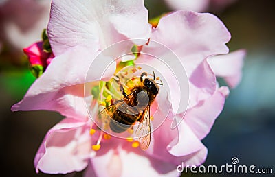 Bee and pink almond flower Close up Stock Photo