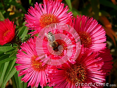 Bee on a pink aster in the garden Stock Photo