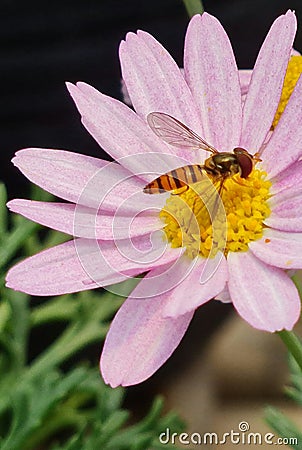 Bee and Pink Daisy Flower Stock Photo