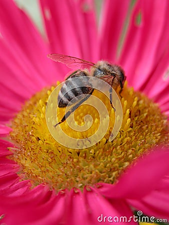 Bee on a pink flower 2 Stock Photo