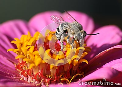 BEE ON A PINK FLOWER Stock Photo