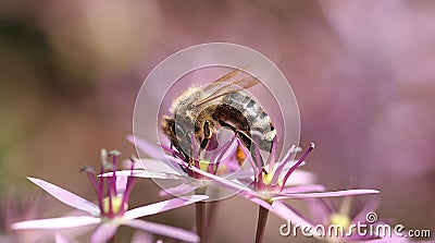 Bee and pink flower Stock Photo