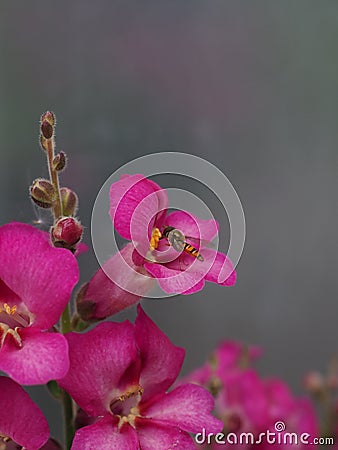 Bee on pink flower Stock Photo