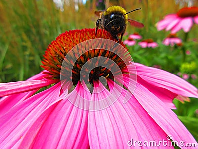 Bee on a pink flower Stock Photo