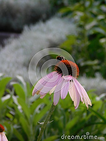 Bee with pink flower Stock Photo