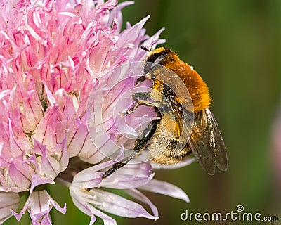 Bee on pink flower Stock Photo