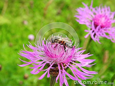 Bee on pink flower, Lithuania Stock Photo