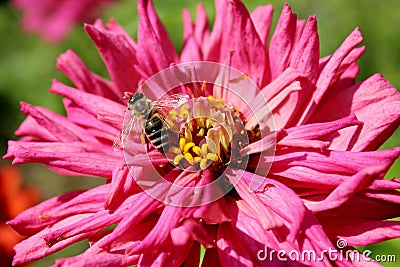 Bee on the pink flower Stock Photo