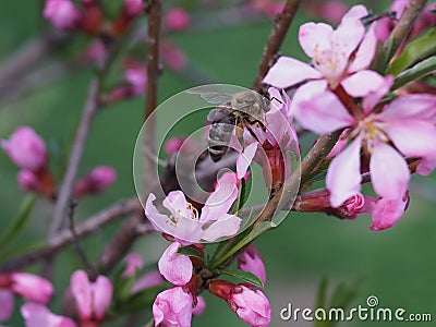 Bee on a pink shrub flower Almond. Stock Photo