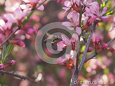 Bee on a pink shrub flower Almond. Stock Photo