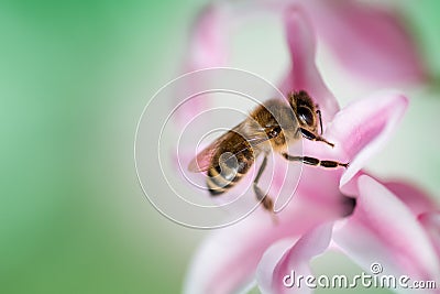 Bee on a pink hyacinth flower Stock Photo