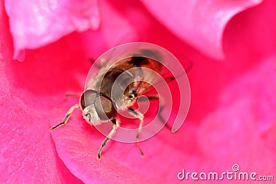 Bee in PInk Stock Photo