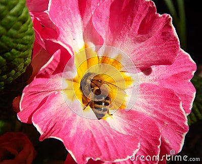 Bee on pink springflower collecting pollen Stock Photo