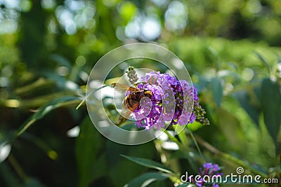 Bee on a plant Stock Photo