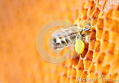 Bee pollen packs in the cell. Honeycomb Stock Photo