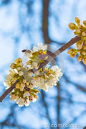 Bee pollinates cherry blossom Stock Photo