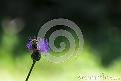 Bee pollinates a flower, mÃ©hecske beporozza a virÃ¡got Stock Photo