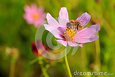 Bee pollinates a flower Stock Photo