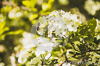 Bee pollinates flowers, close-up view Stock Photo