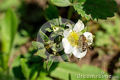 A bee pollinates a strawberry flower in the garden Stock Photo