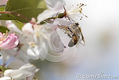 Bee pollinating crabapple blossoms, side view Stock Photo