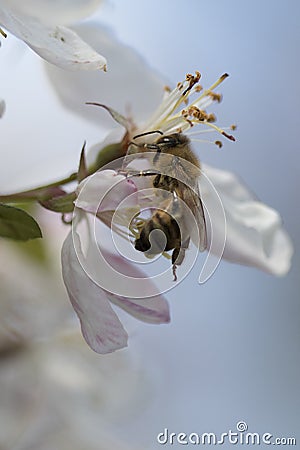 Bee pollinating crabapple blossoms, side view Stock Photo