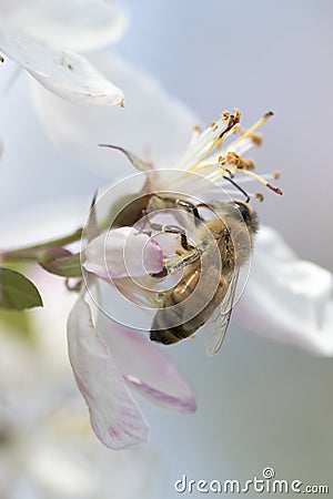 Bee pollinating crabapple blossoms, side view Stock Photo